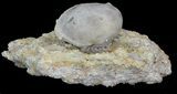 Fossil Paracrinoid (Platycystites) - Bromide Formation, Oklahoma #43795-2